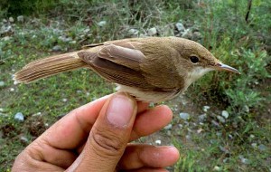 the Large Billed Reed Warbler